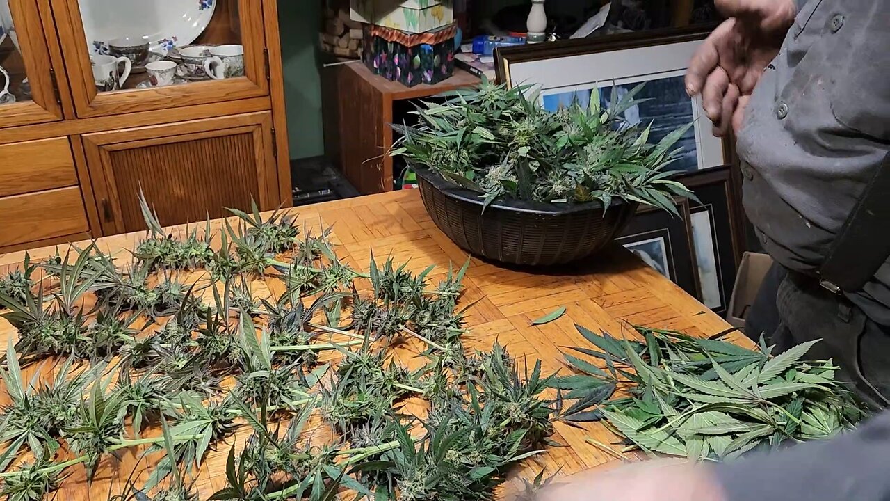 Harvest 2025 has Begun!