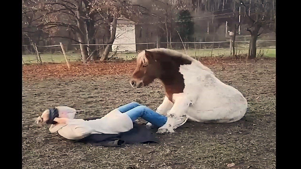 New Funniest Animal Videos Part 79