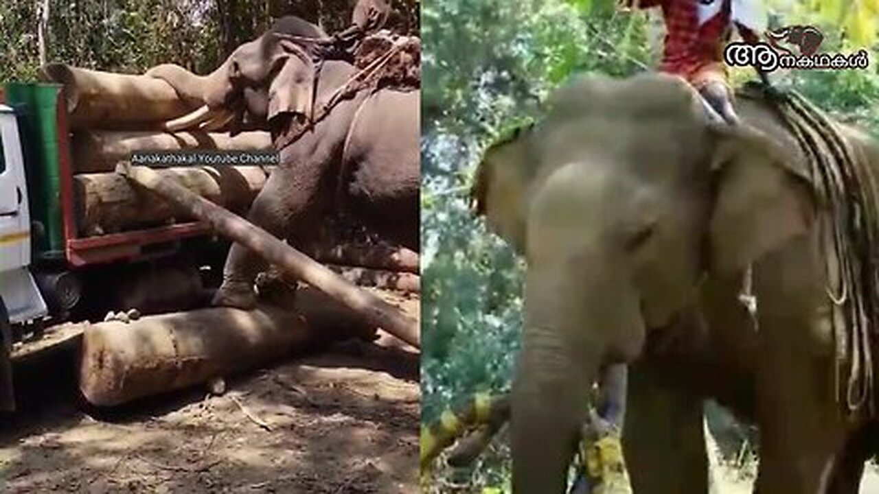 തടിപ്പണി ആനയുടെ ആയുസ് കുറയ്ക്കുമോ_ _ Elephant timber work _ elephant loading heavy timber