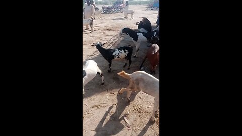 goat sales mandi in Pakistan
