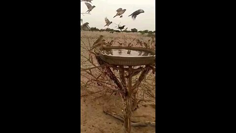 birds drinking water
