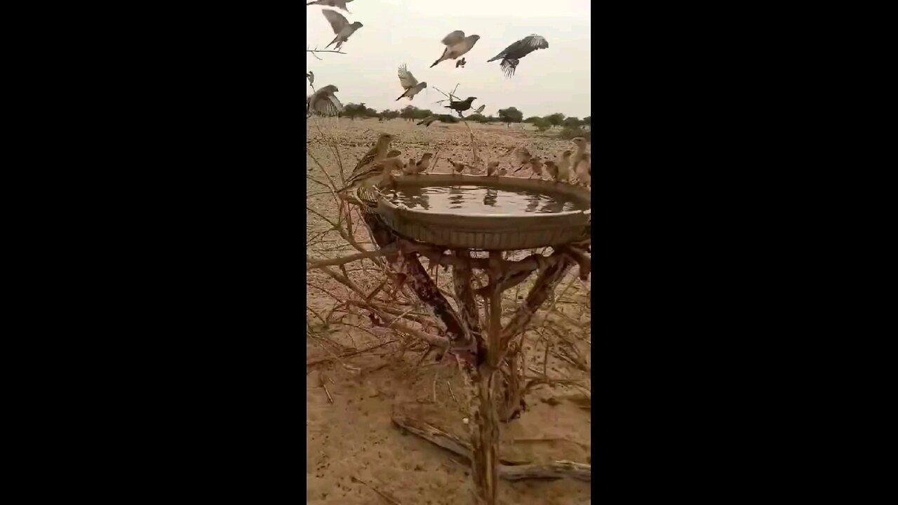 birds drinking water