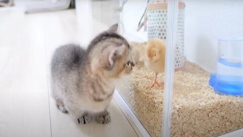 Kitten Kiki greets a tiny chicks for the first time
