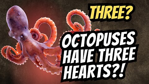 The octopus has three hearts! It is not a fake but pure truth
