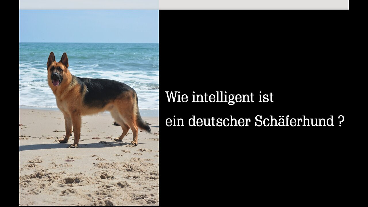 Wie intelligent ist ein deutscher Schäferhund ?