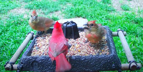 Florida Bird Bath Feeder SWFL Live Camera HD