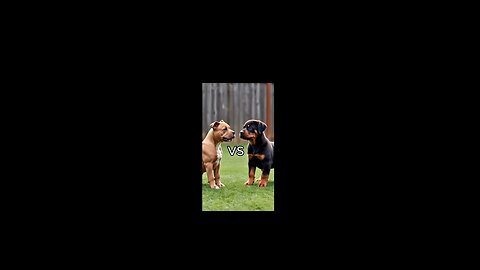 Rottweiler Puppy vs Pitbull puppy ( German Shepherd, Husky, Doberman, labrador retriever, Pointer).