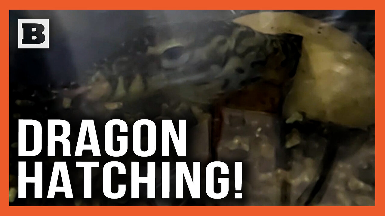 Dragon Hatchlings! Three Komodo Dragon Eggs Hatch at Australian Zoo