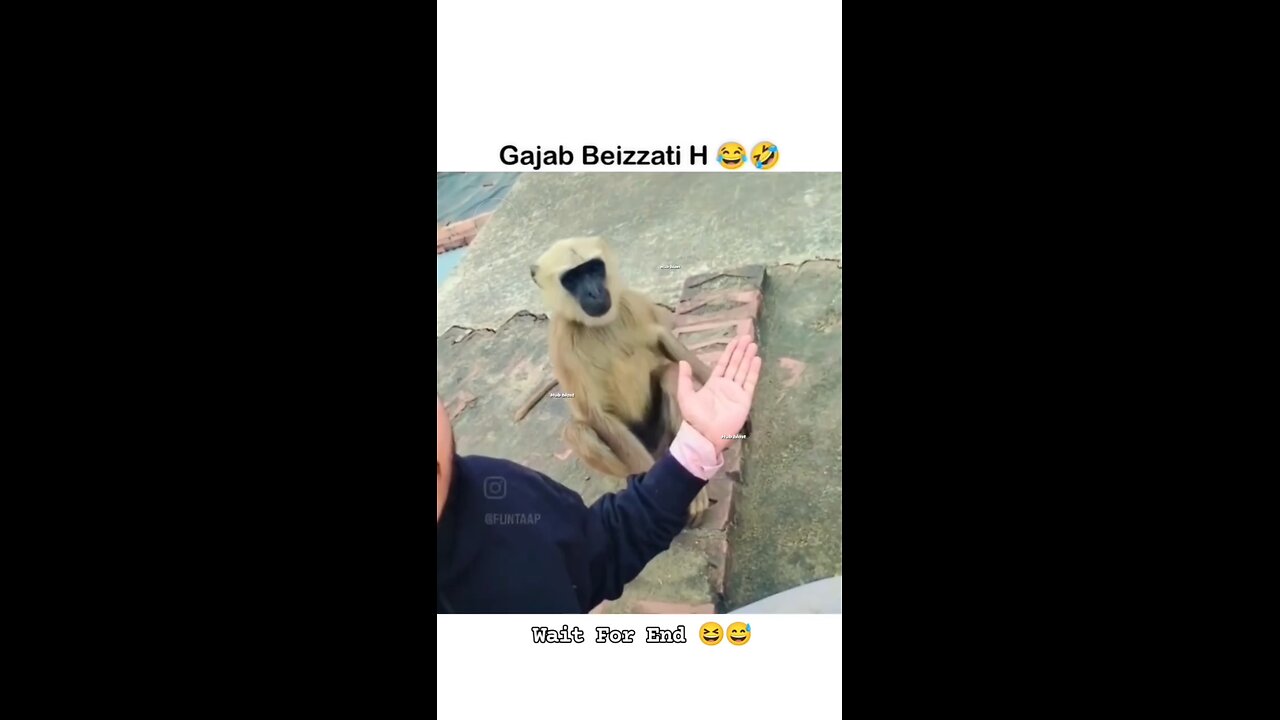Monkey Have Dirty Nature - Dirty Monkey 🤣🤣