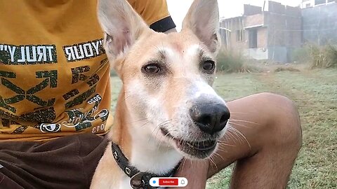 Laali Just Wants to See... But I’m in Her Way 😂🐶 #DogsOfRumble #FunnyDog #CutePets