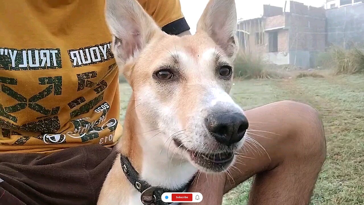 Laali Just Wants to See... But Iām in Her Way šš¶ #DogsOfRumble #FunnyDog #CutePets