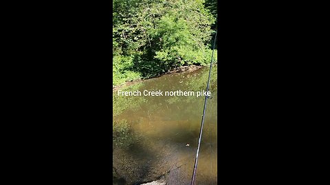 French Creek northern pike!