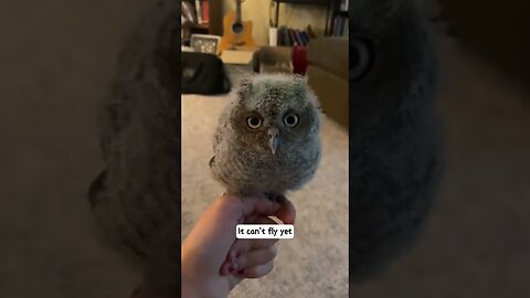 The boy saved the fallen sorority and took care of it