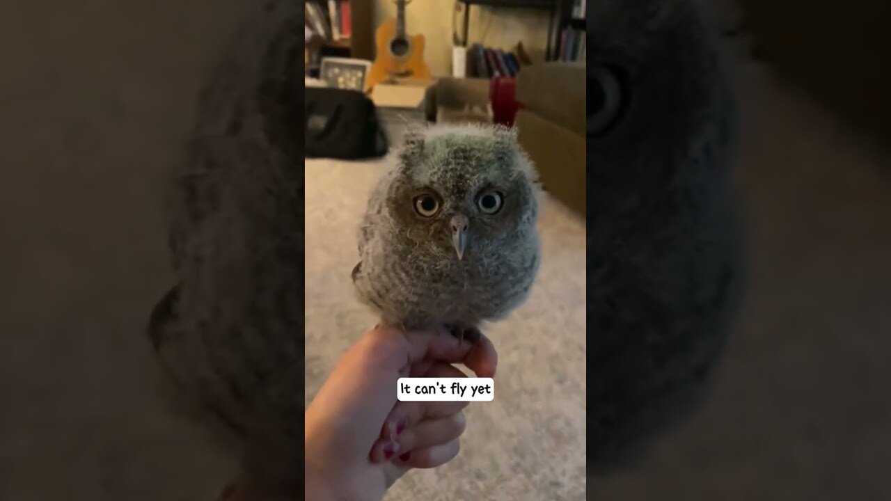 The boy saved the fallen sorority and took care of it