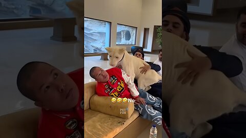 Funny Animals #funnyanimals #animals #pets #short