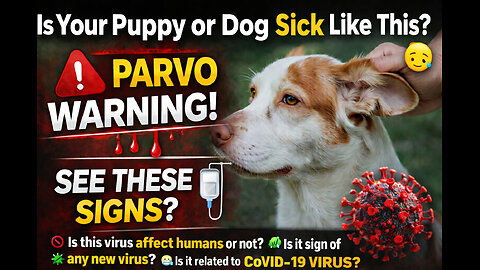 Is Your Puppy or Dog Sick Like This? 😢 | Parvo Virus Early Warning Signs & Emergency Care