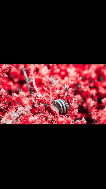 A Garden's Gentle Grazer