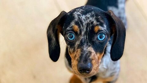Sausage Dogs | Playful Cute & Funny Sausage Puppies Try Not To Laugh Videos Compilation | Dachshunds
