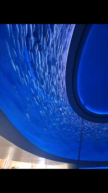 Monterey Bay Aquarium Experience | School of Fish 🐟 | Jellyfish 🪼 | Sea Turtle 🐢