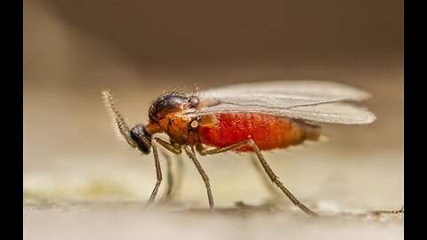 ~Americans Have The Brain Of The Gnat~