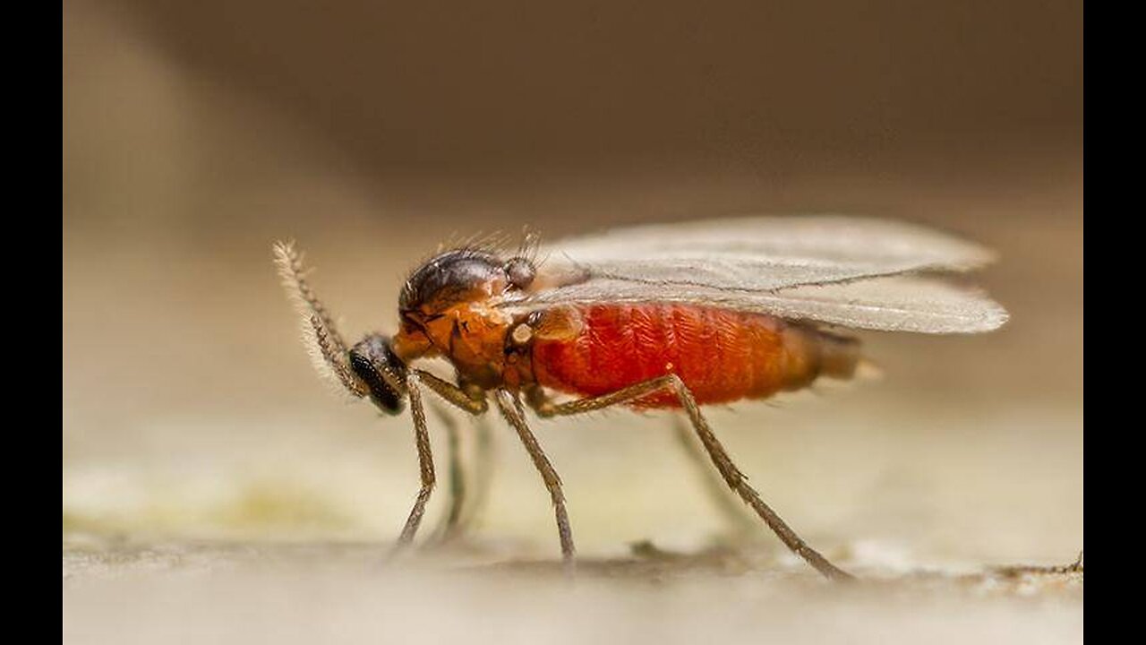 ~Americans Have The Brain Of The Gnat~