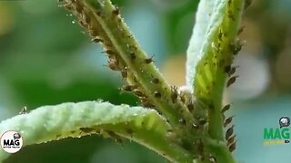 YOU'LL "NEVER" SEE THIS ON THE MAINSTREAM NEWS THE WORLD WIDE FAMINE ALREADY STARTED