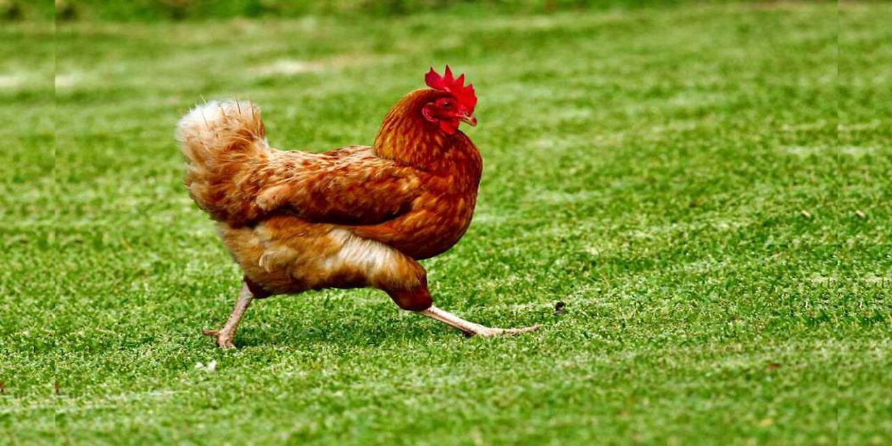 Five-Year-Old Florida Boy Decides to Eat Mor Chikin - Alone