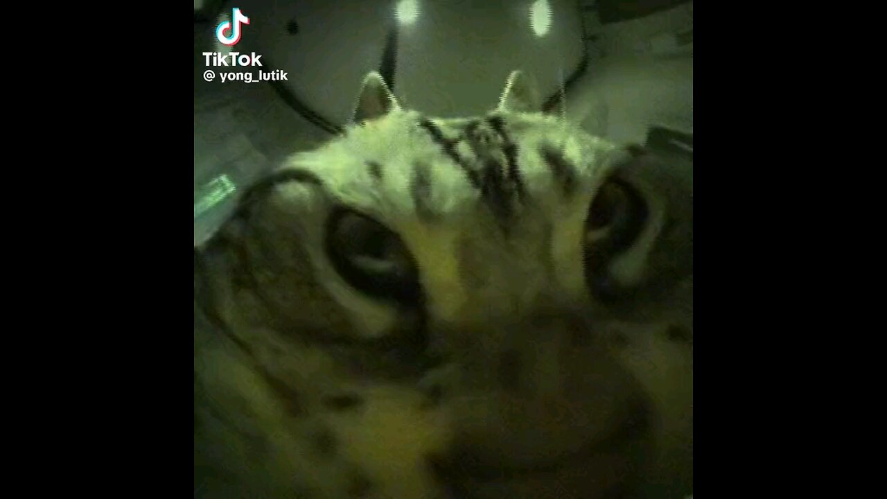 cat๐ผ๐