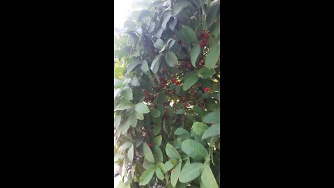 Very testy fruits tree