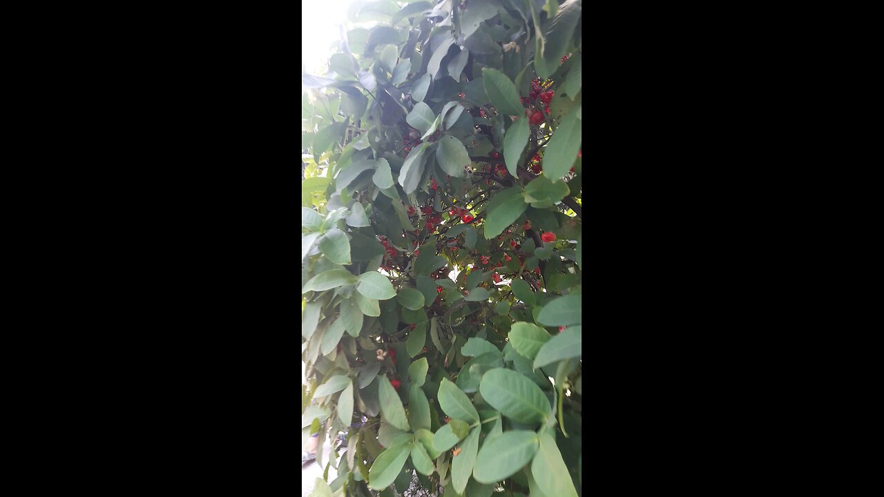 Very testy fruits tree