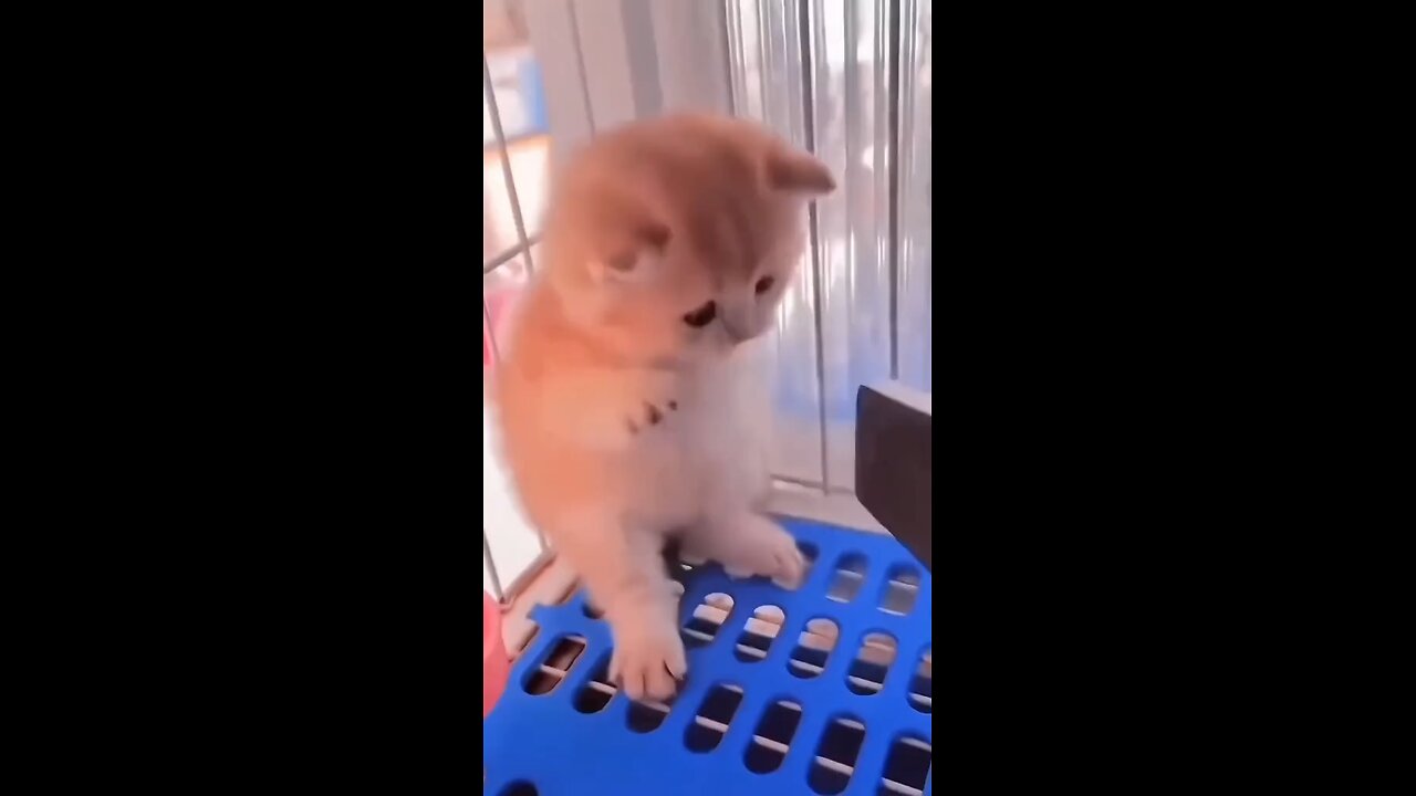 #funnycat #catlove video
