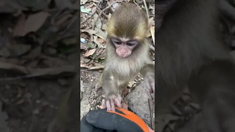 Funny monkey #2
