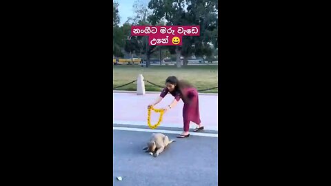 Monkey fanny video