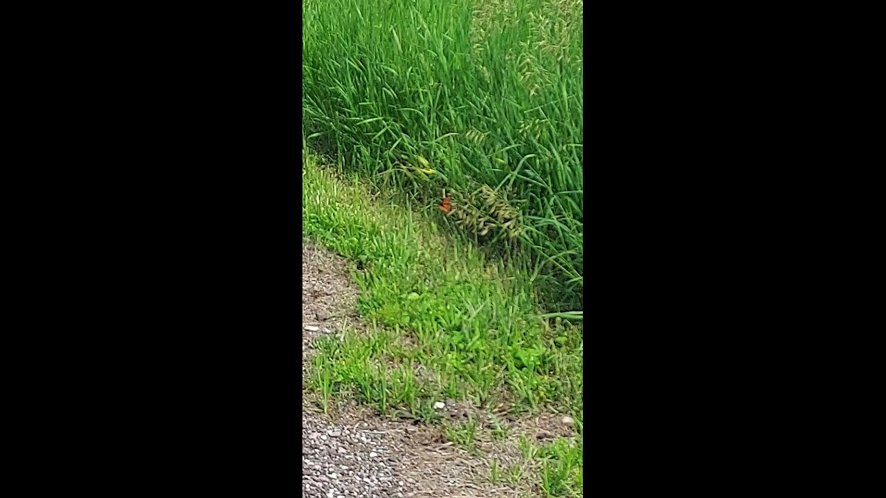 Monarch butterfly