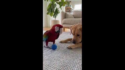 попугай и лабрадор