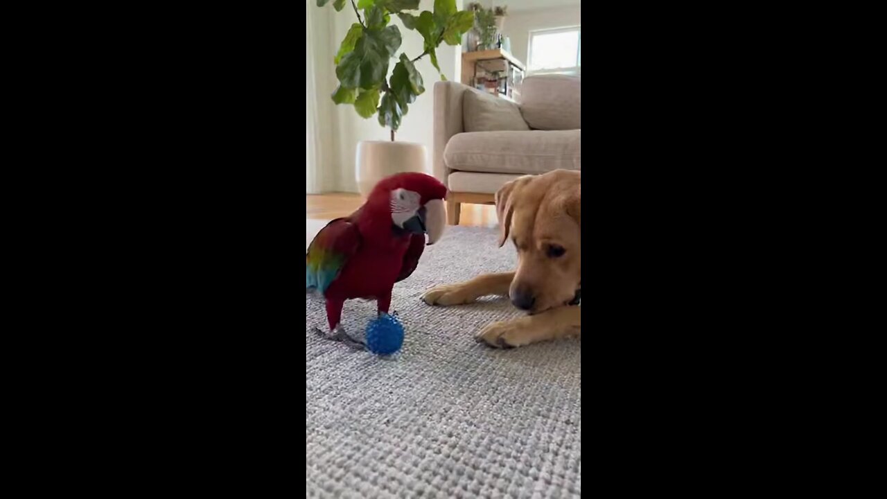 попугай и лабрадор