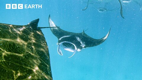 Soothing Underwater Sounds of Indian Ocean | Animal ASMR | BBC Earth