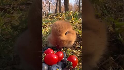 Little rabbit eating small tomatoes Cute pet debut plan Rabbit
