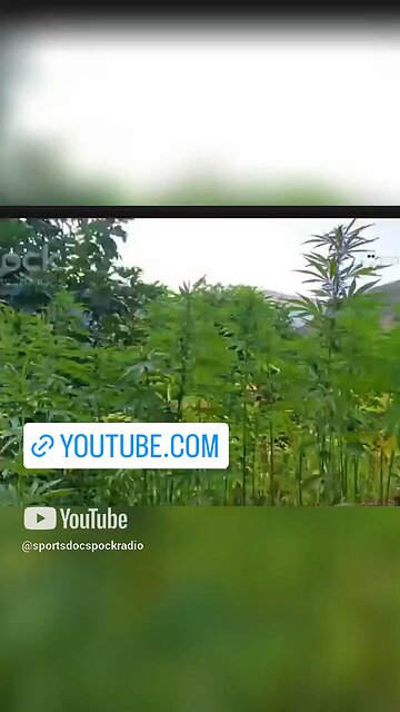 Cannabis Legalization 2025: Health Benefits & Risks! (Must Watch!