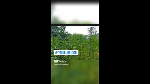 Cannabis Legalization 2025: Health Benefits & Risks! (Must Watch!