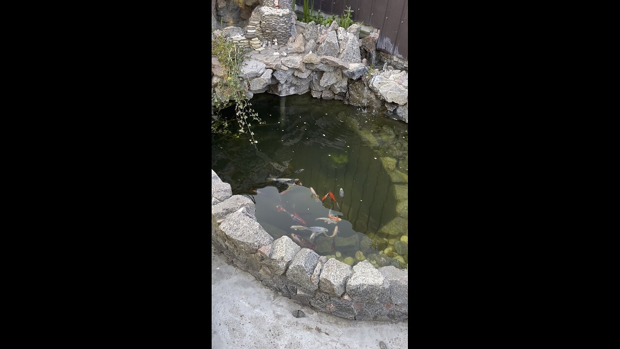 Koi carp in water