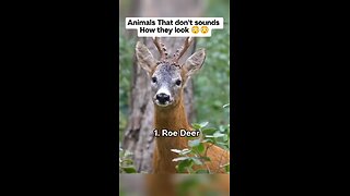 Love All Life Always #176 - Amazing Sounds From Animals, Many You Have Never Heard Of. Very Cool!