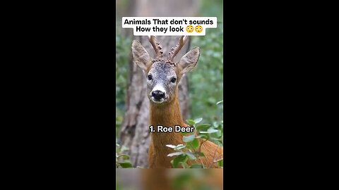 Love All Life Always #176 - Amazing Sounds From Animals, Many You Have Never Heard Of. Very Cool!