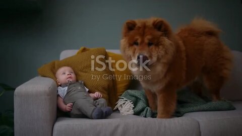 "Paws and Giggles"