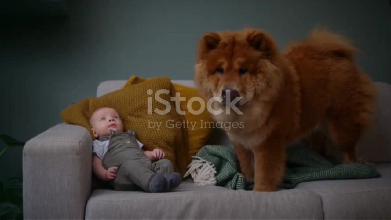 "Paws and Giggles"