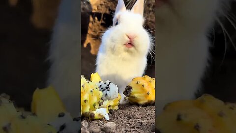 The little rabbit eats food. Cute pet debut plan. Rabbit. Rural cute pet.