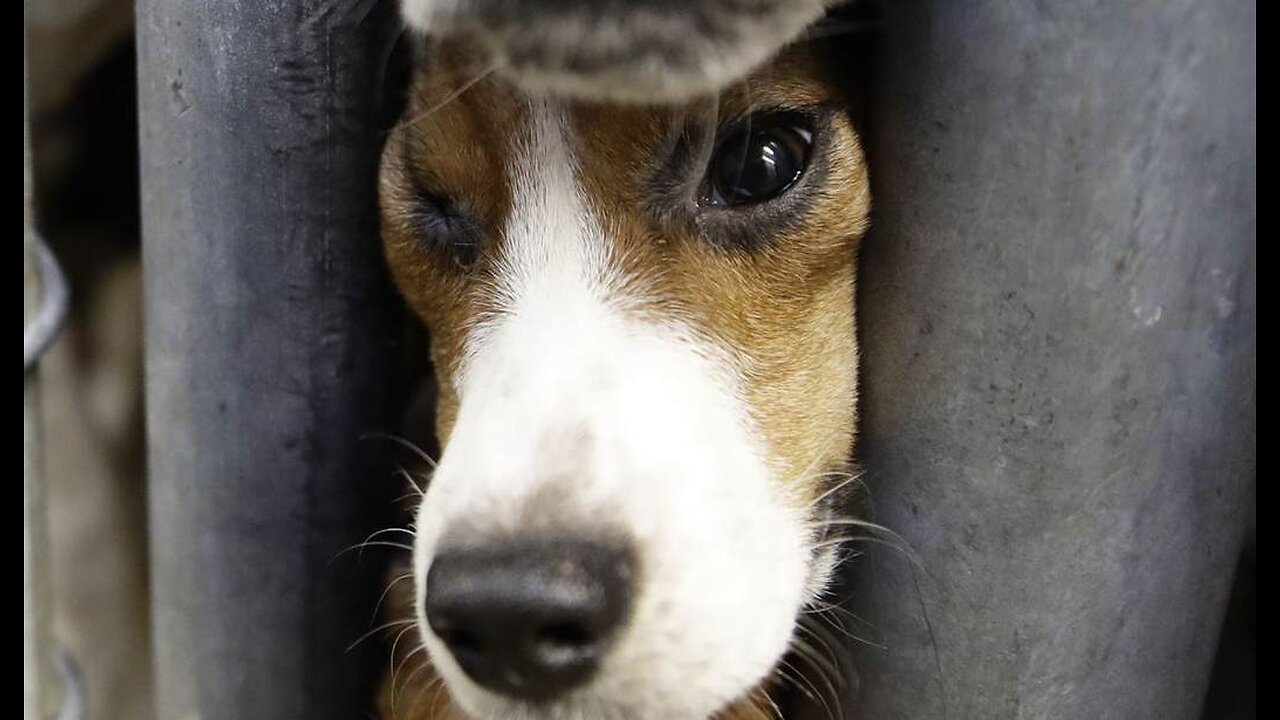 Fauci Loses, the Beagles Win Trump’s NIH Director Shutters Last Cruel Beagle