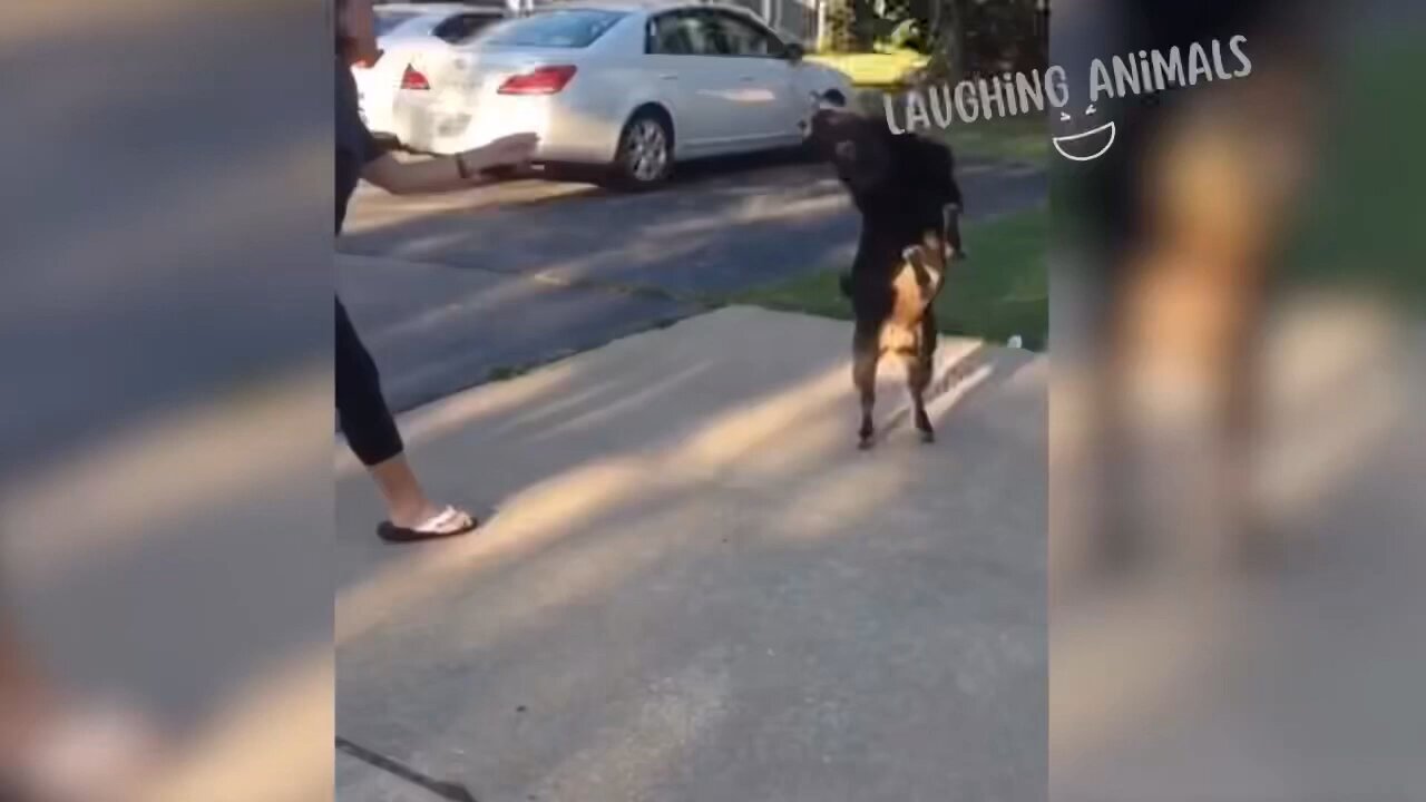 Funny Animals must watch 🤣😁