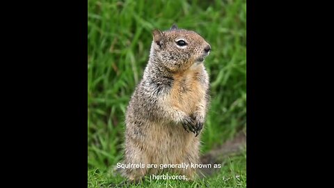 Reasons Why California Squirrels Are Turning Carnivorous