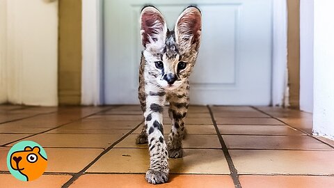 Woman Brought Home 2 Baby Servals. They Took Over House | Cuddle Buddies